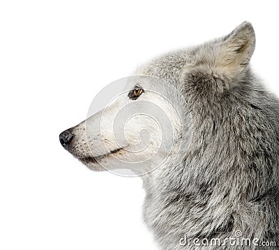 Mackenzie Valley Wolf (8 years) Stock Photo