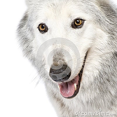 Mackenzie Valley Wolf (8 years) - Canis lupus occi Stock Photo