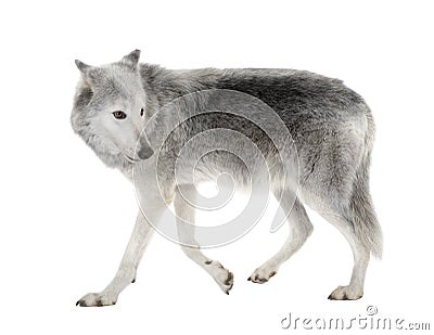 Mackenzie Valley Wolf - Canis lupus occidentalis Stock Photo