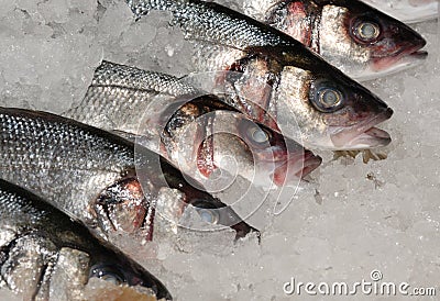 Mackeral on ice at fishmonger Stock Photo