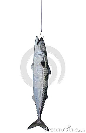 Mackerel fish Stock Photo