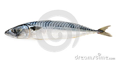 Mackerel fish isolated Stock Photo