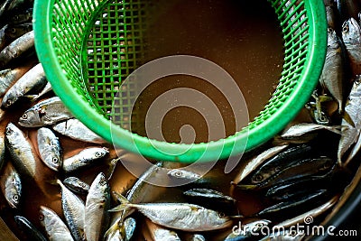 Mackerel fish Stock Photo