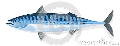 Mackerel. Fresh, frozen, salted or smoked scomber fish. Vector Illustration