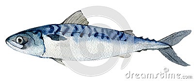 Mackerel isolated on white, watercolor illustration Cartoon Illustration