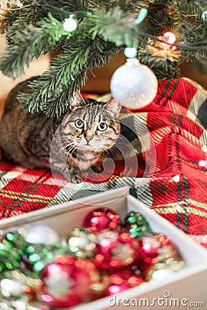 Mackerel Tabby striped cat sitting by Christmas tree decorated with balls and garland ligths on red blanket Chinese New Year Stock Photo