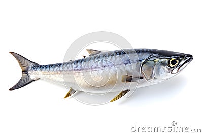 Mackerel on White Background, which exudes the freshness and aroma of the sea. Stock Photo