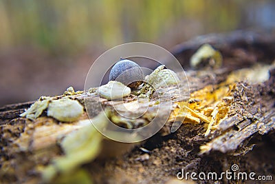 Maco Nature Fall forest scene wood chipping and growth in the south Stock Photo