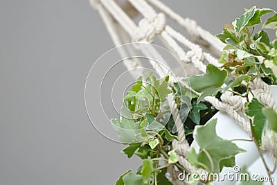 Macrame plant detail Stock Photo