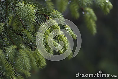 Macro of Abies Stock Photo