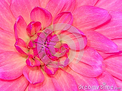 Abstact natural flower background with a dahlia blossom Stock Photo