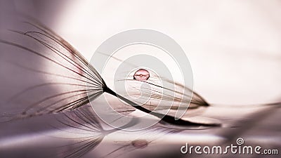 Macro, abstract composition with colorful water drops on dandelion seeds Stock Photo