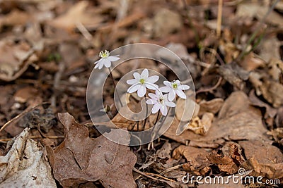 Macro abstract view of white anemone wildflowers Stock Photo