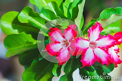 MACRO Adenium flowers white with pink edges tree or Desert rose, Mock Azalea, Pinkbignonia, Impala lily. Breed hollland Is popular Stock Photo