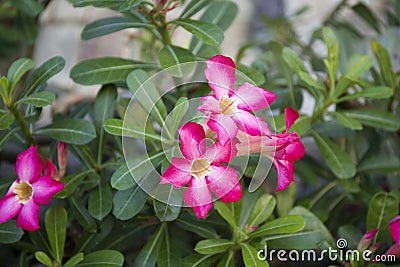 Macro Adenium Obesum pink flowers. Closeup purple blossom background. Desert rose. Stock Photo