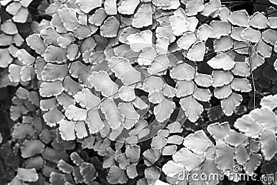 Macro of adiantum fern in black and white Stock Photo