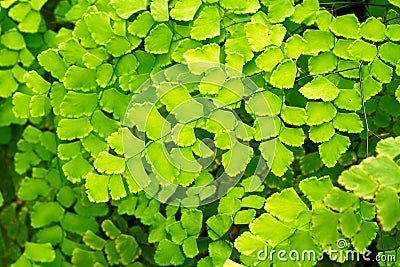 Macro of adiantum fern Stock Photo