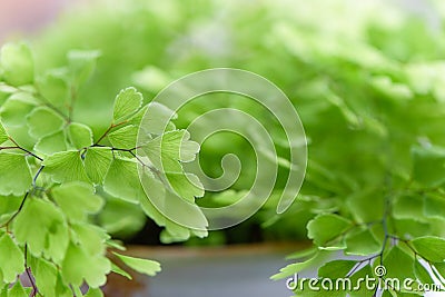 Macro of adiantum philippense or maidenhair fern growing in a Stock Photo