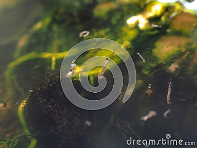 Macro of Aedes mosquito larvae in stagnant water Stock Photo