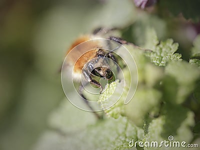 Macro af an hungry bea Stock Photo