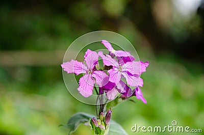 Purple wild flower Agrostemma Githago in close-up. Stock Photo