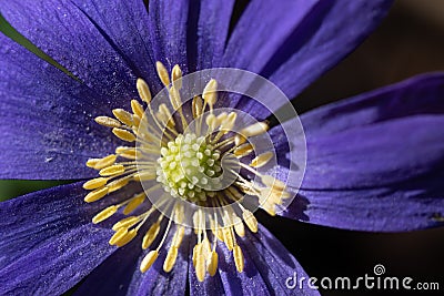 Macro of Anemone blanda, grecian windflower with flower center piece and pollen stamens Stock Photo