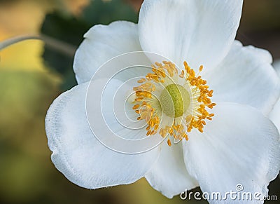 Macro of anemone `Honorine Jobert` Stock Photo