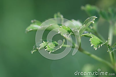 Macro of plant geranium aralia, polyscias guilfoylei. Stock Photo