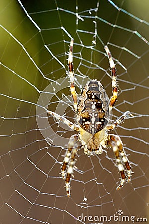 Macro of Araneus diadematus spider with backlight Stock Photo