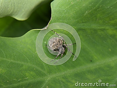 Macro of araneus ventricosus spider on green leaves Stock Photo