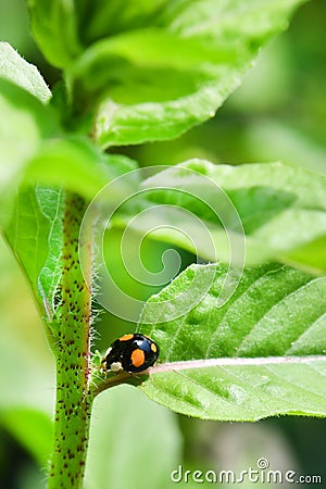 Macro of an Asian ladybug Harmonia axyridis, Coccinellidae, also known as a Stock Photo