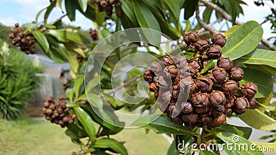 Macro Australian Eucalyptus Tree Gum Nuts Stock Photo