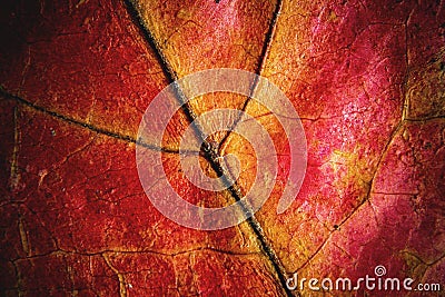 Macro autumn red leaf background Stock Photo