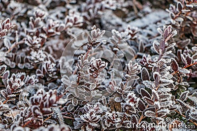 Ice crystals on cranberry leaves Stock Photo