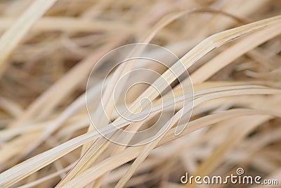 Macro Background texture dried winter grass Stock Photo