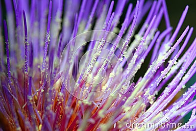 Macro of beautiful flower Stock Photo