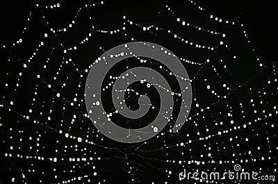 A macro of a beautiful spiders net in front of a black background with sparkling raindrops Stock Photo