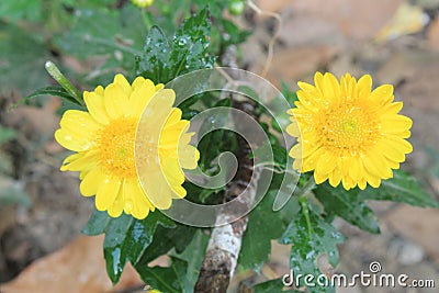 Macro of beautiful yellow flower for love season or Valentine`s Day background,dew drops or water drops on flower Stock Photo