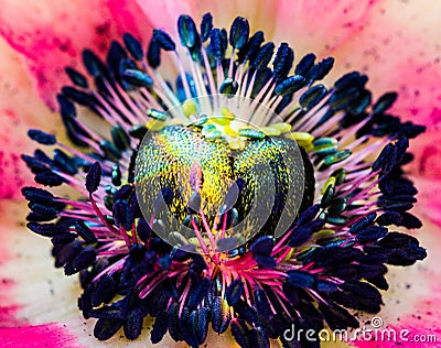 Macro and beauty of detail in nature photography. Inflorescence of blooming Anemone flower with petals and stamens. Stock Photo