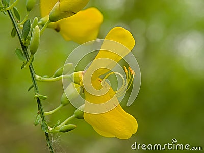 Macro of a birght yellow broom flower Stock Photo