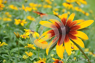 Macro black eyed susan daisy flower Stock Photo