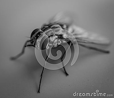Fly macro black and white Stock Photo