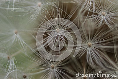 Macro blooming dandelion Stock Photo