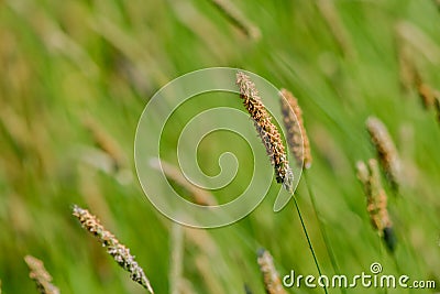 Macro of blooming grass Stock Photo