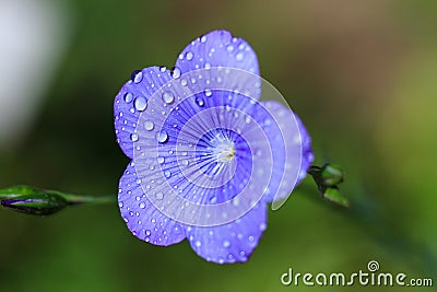 Macro of a blue flax flower Stock Photo