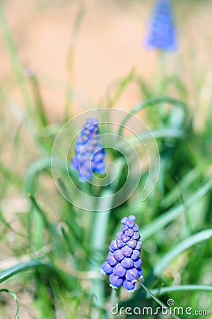 Blue blossoms muscari Muscari Armeniacum Stock Photo