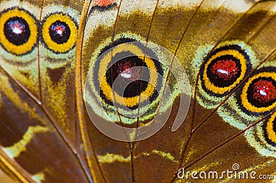 Macro of blue morpho butterfly wing Stock Photo