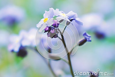 Macro blue petals forget-me-not. Spring wildflowers. Close up. Selective focus. Bokeh Stock Photo