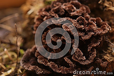 Macro of the brown fruit body of Thelephora species Stock Photo