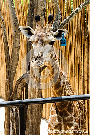 Macro of Brown Giraffe in the zoo Editorial Stock Photo